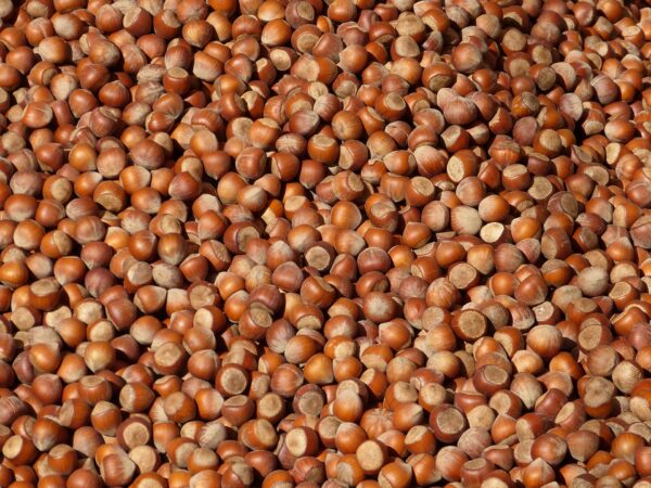 Bio Haselnüsse in der Schale